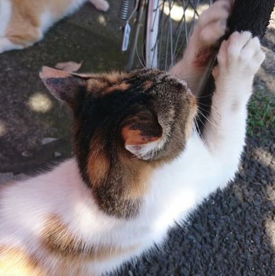 まったり🐈フォローやいいね！など、してくださる方ありがとうございますฅ•ω•ฅ
最近は国内個別株、SP500とかしてます。よろしくお願いしますฅ•ω•ฅ
猫と酒が好き🍻ฅ•ω•ฅKP
何となく写真載せたり呟いたりします。
ヽ(･ω･)/ｽﾞｺｰ
鳥肌実さん好き。
生配信系(雑談)をよく見ますヽ(•̀ω•́  )ゝ