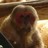 CharMonkey's profile image