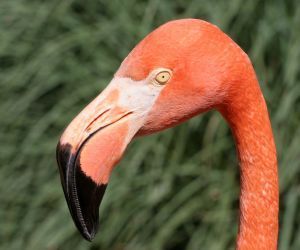 infamous plastic pink flamingos formerly at the corner of Bee Cave Road & 360 for 26 years,  now.... well.... they might just show up anywhere.