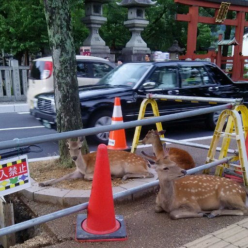 #ツイッター司法書士会 　に入会しました。
雪山（スキー）、自衛隊、クルマ、秋田犬、松平健、花火、そして、くまのプーさんが大好きです。