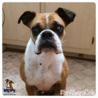 Legacy Boxer Rescue(@savetheboxers) 's Twitter Profile Photo