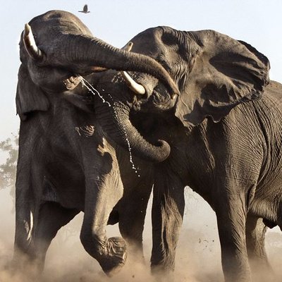 新鮮な動物 捕食シーン 最高の動物画像 新鮮な動物 捕食シーン 最高の動物画像