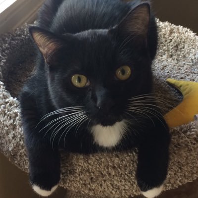 Hi fam! I'm the new kitten on the block! Isley lives w/ her dad now so we'll keep you UTD on them! I live w/ mom, her sis, & my fur brothers Tux 🐼 & Bluey 🐶