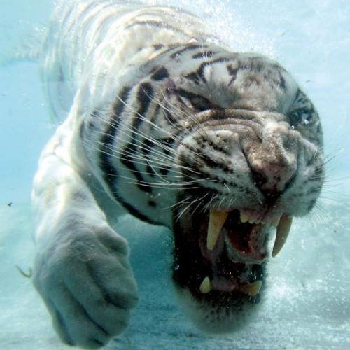 hey ! I AM REAL