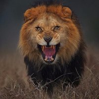 Atlantic Ave (@butchr49) 's Twitter Profile