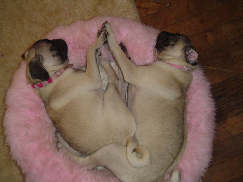 SouthernFrdPugs Profile Picture