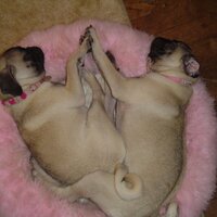 Southern Fried Pugs (@southernfrdpugs) 's Twitter Profile