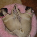 Southern Fried Pugs (@southernfrdpugs) Twitter profile photo