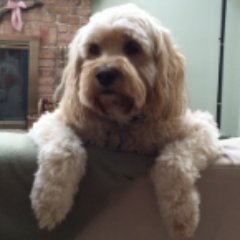 Dog Training Blogger, Dog Lover, Proud Dog Parent and a person who wants to help others with their dog issues...  https://t.co/UXfznjkZ5v