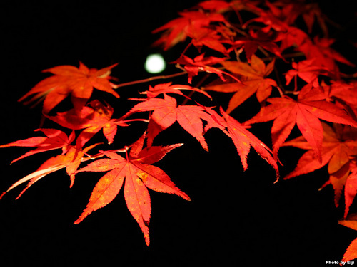 shinomiya2010's profile picture. 