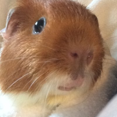 Hamster Profile