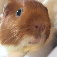 Hamster (@unicornofmagic5) 's Twitter Profile Photo Hamster (@unicornofmagic5) 's Twitter Profile Photo