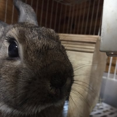 tpy_p1's profile picture. 初めまして、miwaとうさぎ大好きうさぎシェフです。 フォローお願いします！無言フォローすみません😓主にチョコさん・しろちゃん♀(うさぎ・ミニウサギ)を載せています。たまに料理も載せます(﹡ˆˆ﹡)！