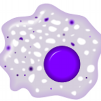 Macrophages (@macrophages) 's Twitter Profile