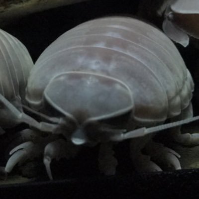 shunsukemariana's profile picture. 深海生物大好きです。フォローよろしくお願いします。