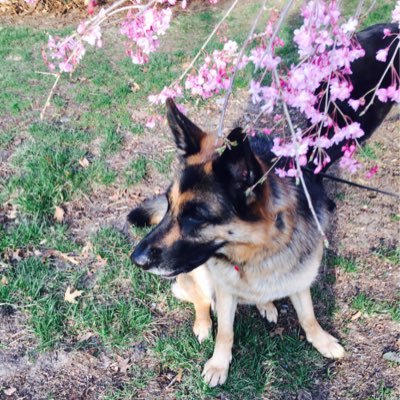 My German Shepherds are smarter than you. come visit me at https://t.co/J3p6RtHCxr