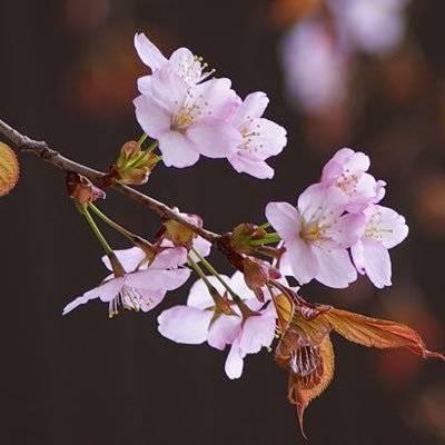 セレッソ大阪と音楽が、大好きニャン😻🌸🌸🌸 桜ライン311に勝手に繋がる大阪✨ 人間万事塞翁が馬 ✨一喜一憂し過ぎないように✨ 🐢2025年飼育員開始
