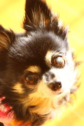 Chihuahuawagako's profile picture. one room10年目🎀宝🏯は2025年私の中に殿堂入りさせていただきました🙇TOMOOYouYou新入生😊 🐶大好き🩵🐼大好き🩷を 孫のように愛でる人🤗