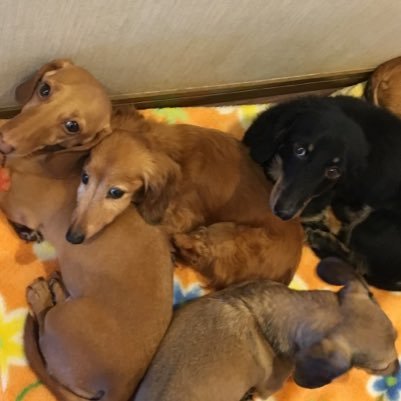 sarutan0904's profile picture. 