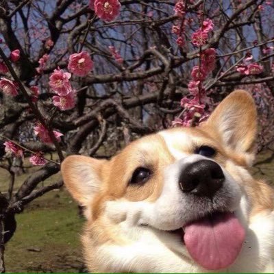 CABlNETBATTLES's profile picture. @CABlNETBATTLES