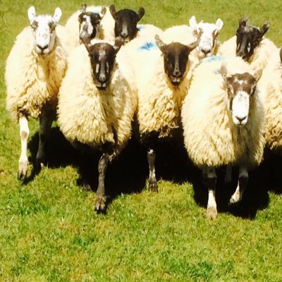 hill farming in Cumbria breeding quality sheep and working dogs
