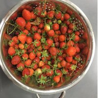 Cleveland School Garden (@bulldoggarden) 's Twitter Profile Photo Cleveland School Garden (@bulldoggarden) 's Twitter Profile Photo