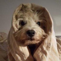 Holgersson (@h0lgerss0n) Twitter profile photo