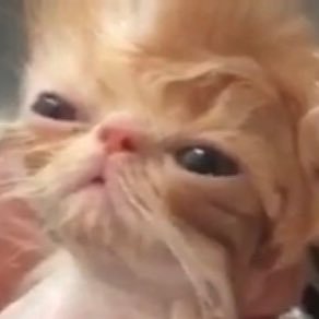 lnielsr's profile picture. we are never give up