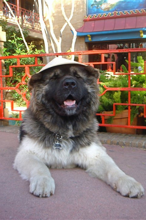 AkitasLOL_Po's profile picture. 