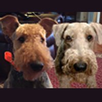 Dogs Chained And Throttled On X (@baileyjer) 's Twitter Profile Photo Dogs Chained And Throttled On X (@baileyjer) 's Twitter Profile Photo