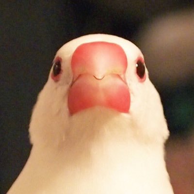 白文鳥の八千代さん♂シルバー文鳥のみやびちゃん♀楽しい文鳥生活。かいぬしは夫と仲良く暮らす会社員。2023年4月に娘が誕生しました。無言フォロー・無言バイバイどんとこい。画像の無断転載絶対禁止。天安門事件