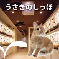 うさぎのしっぽ (@sippo_info) 's Twitter Profile Photo うさぎのしっぽ (@sippo_info) 's Twitter Profile Photo