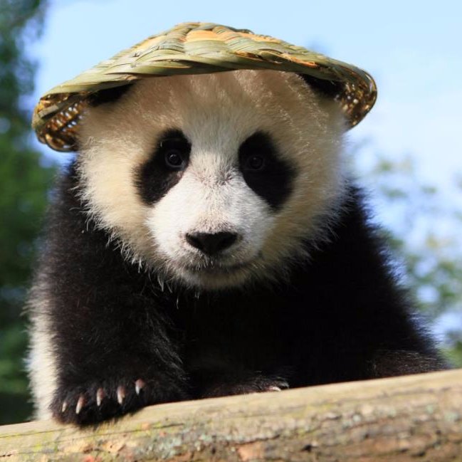 Allen_Pitt_lee's profile picture. 军事
政治
骂台独