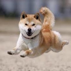 面白くて かわいい動物を集めました Comedyanimal1 Twitter