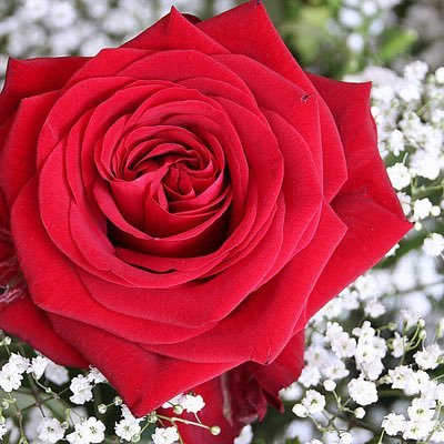 القادم أجمل .. 🌹