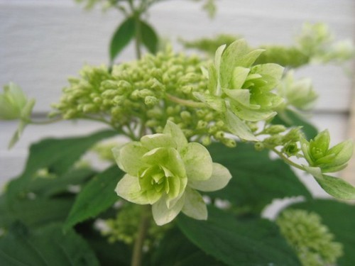 noa373's profile picture. **好きなもの**
雑貨・庭いじり・F1・ｽﾎﾟｰﾂ観戦(最近はソフトテニス観戦が中心)