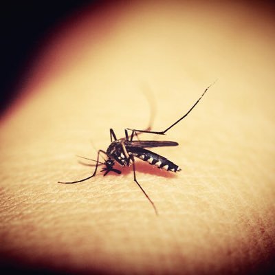 There are some followers you don't want. Block them with Tabard – the world-class mosquito repellent trusted by South Africans for over 50 years.