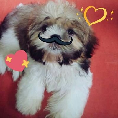 HachiTheDog_'s profile picture. Owner: @MysticalPlaysYT Co Owner: @RamirezzCheska | I am a dog full of personalities! | I Like Milk | 3 years Old