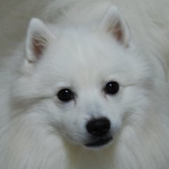 アニメ、「踊ってみた」「オリジナル曲」「歌ってみた」「ゲーム実況」「自然科学の解説」の各動画をよく見ています。