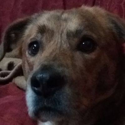 pechujavi's profile picture. constructor de sueños