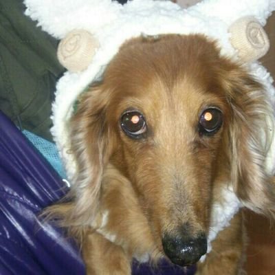 グミさん Oggzsoxsiduqss9 Twitter