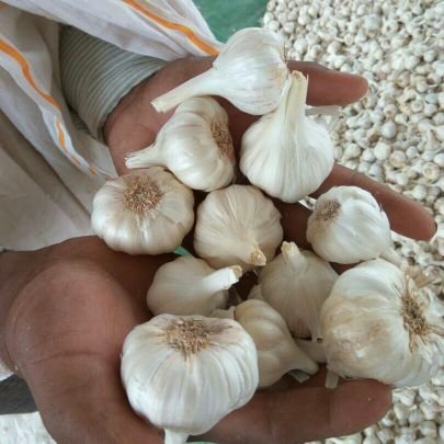 Fresh garlic and dry garlic supplier from India.