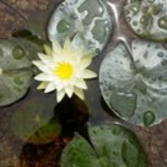 mindam0518's profile picture. 친일반역자와 독재자 후예들 아웃!