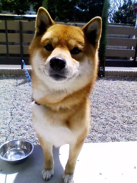 日常の事・仕事の事・愛犬コロンの事、そんな感じです