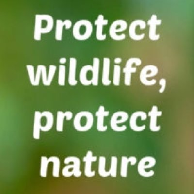 Forests and animal habitats around the world are severely threatened! It is our job to join together to end this issue. #SaveTheForest
