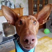 Podencos In Need - Scotland (@pinscotland16) 's Twitter Profile