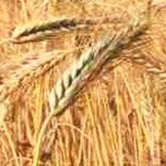 kraus_jc's profile picture. Educational writer/editor. Grew up in the middle of the country, but live in NYC now. There's perspective gained from having lived/voted in both venues...