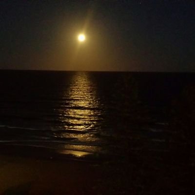 lgberrie's profile picture. life, oh life,  oh liiiiife, oh life, doo do do dooo