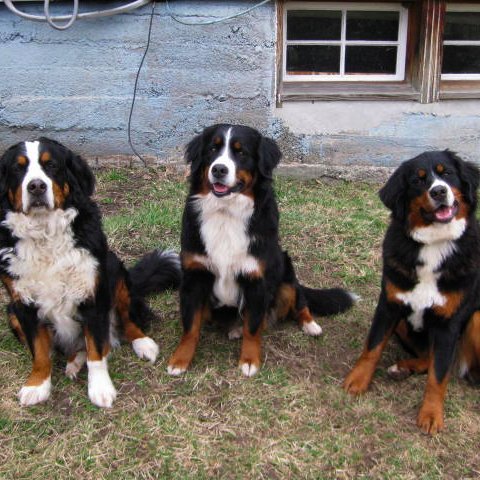 Philadelphian loves friends~laughter~meditation~mazal~BerneseMountainDogs~BorderCollies~moggies~reading~music~design~science~outdoors~the sea~blueberries