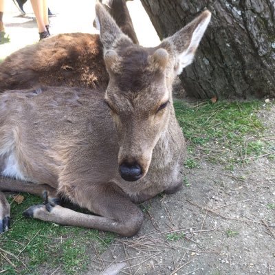 kiyoshiro_H's profile picture. webマーケティング/webライティング/SEO/SNS運営/プログラミング/UI・UXデザイナー/グロースハッカー やってます。 ベンチャー企業勤めてます。 大学一年生です。